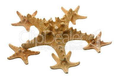 starfishes