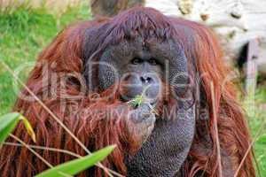 Orang Utan