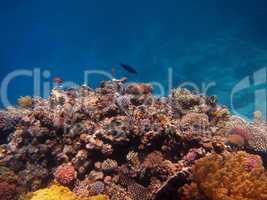 artenreiche korallen