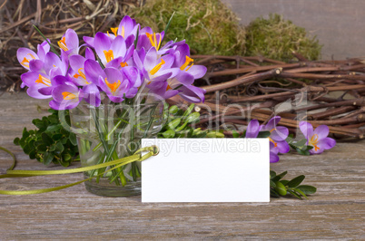 crocuses