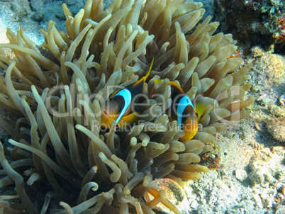 zwei anemonenfische nah