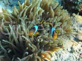zwei anemonenfische nah