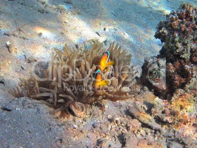 zwei anemonenfische im versteck