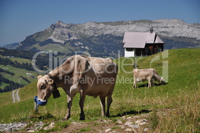 Kühe an der Alpe Jänzimatt