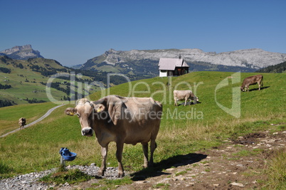 Kühe an der Alpe Jänzimatt