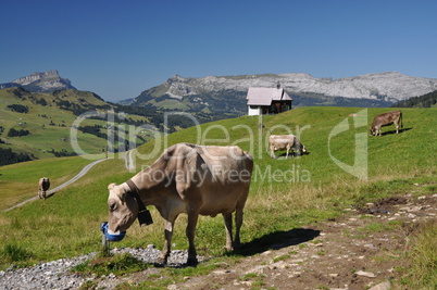 Kühe an der Alpe Jänzimatt