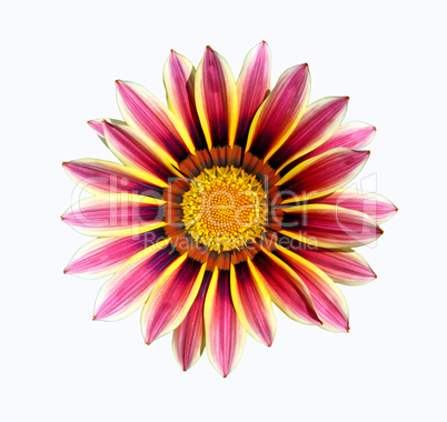 gazania