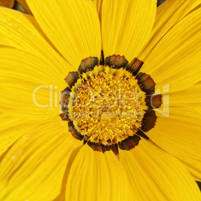 Gazania splendens 'Kiss Yellow', Gazania rigens Kiss Yellow, Treasure flower