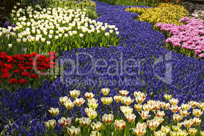 Trauben-Hyazinthen (Muscari) mit Tulpen in Holland