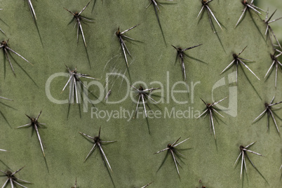 Opuntia, Fig (detail)