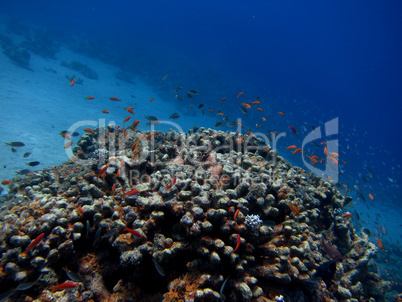 buntes korallenriff mit fischen