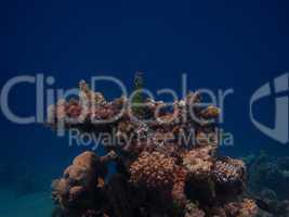gruene flasche in koralle
