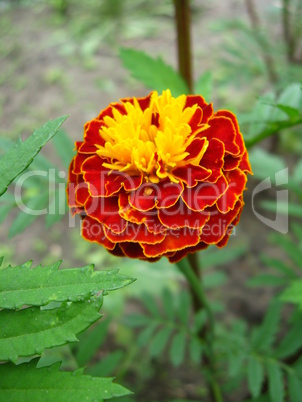 beautiful flower of tagetes