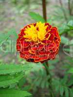 beautiful flower of tagetes