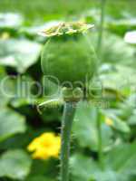green head of the poppy