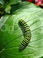 Caterpillar of the butterfly  machaon on the leaf