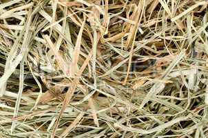 Background of  meadow hay