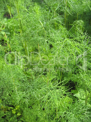 Fennel growing on a bed