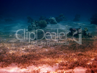 meeresschildkroete zwischen korallen