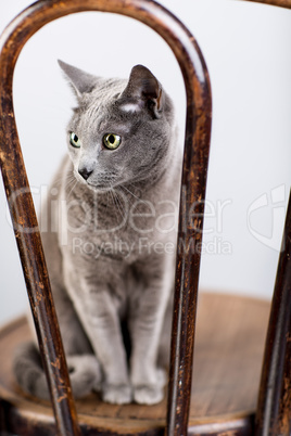 Russisch Blau Katzenportrait