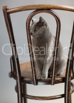 Russisch Blau Katzenportrait