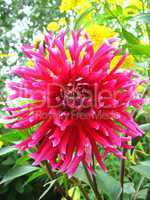 beautiful flower of red Dahlia