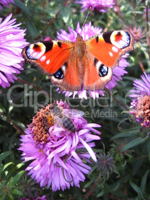 butterfly of peacock eye on the aster