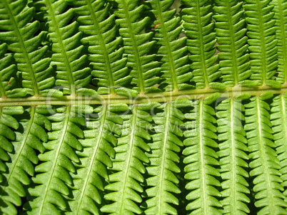 Fine pattern from leaves of fern