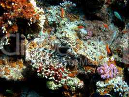 feuerfisch bei korallen