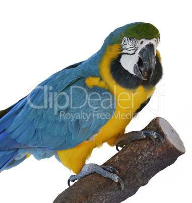 Macaw Parrot Perching