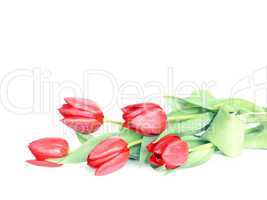 Fünf Tulpen