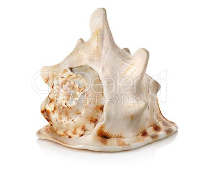 Big seashell isolated