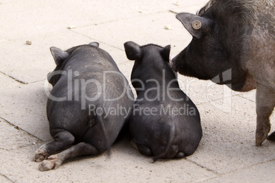 Liegende Schweine von hinten