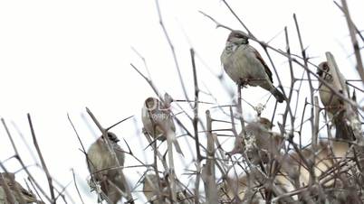 Flock of sparrows sitting on bush.