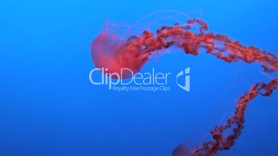 Spectacular Jellyfish