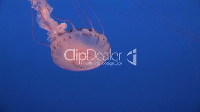 Spectacular Jellyfish