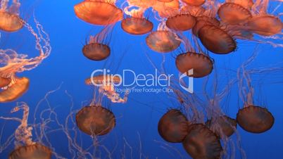 Spectacular Jellyfish