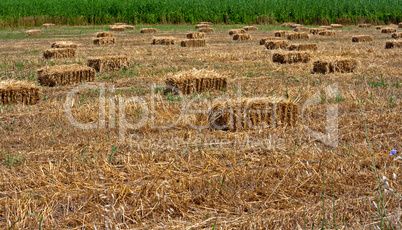 Bales of hay in farmers field