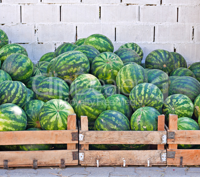 Crates of watermelons
