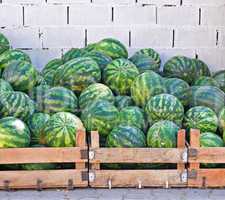 Crates of watermelons
