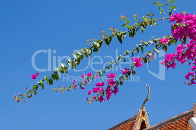 Bougainvillea