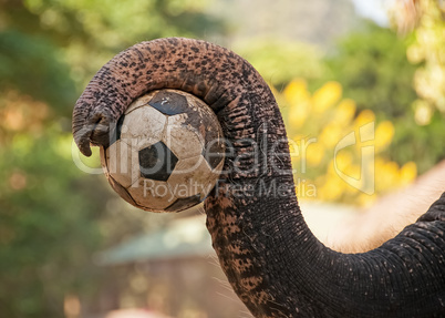 Elephant Football