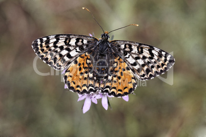 Melitaea didyma meridionalis, Spotted Fritillary or Red-band Fritillary (female)