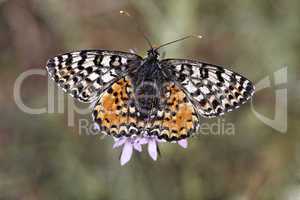 Melitaea didyma meridionalis, Spotted Fritillary or Red-band Fritillary (female)