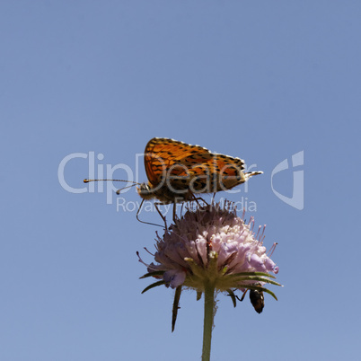 Melitaea didyma, Spotted fritillary or Red-band fritillary