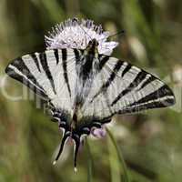 Iphiclides podalirius, Scarce swallowtail, Sail swallowtail, Pear-tree swallowtail