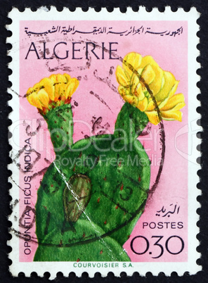 postage stamp algeria 1969 opuntia ficus indica, cactus