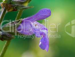 Lavendel2951