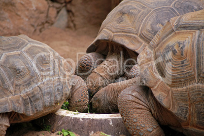 Riesenschildkröten