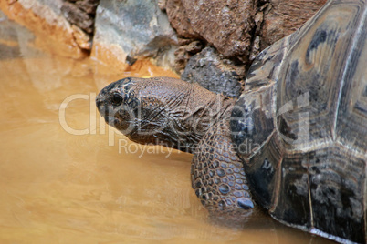 Riesenschildkröte